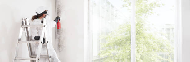 Best Attic Mold Removal  in Mocksville, NC